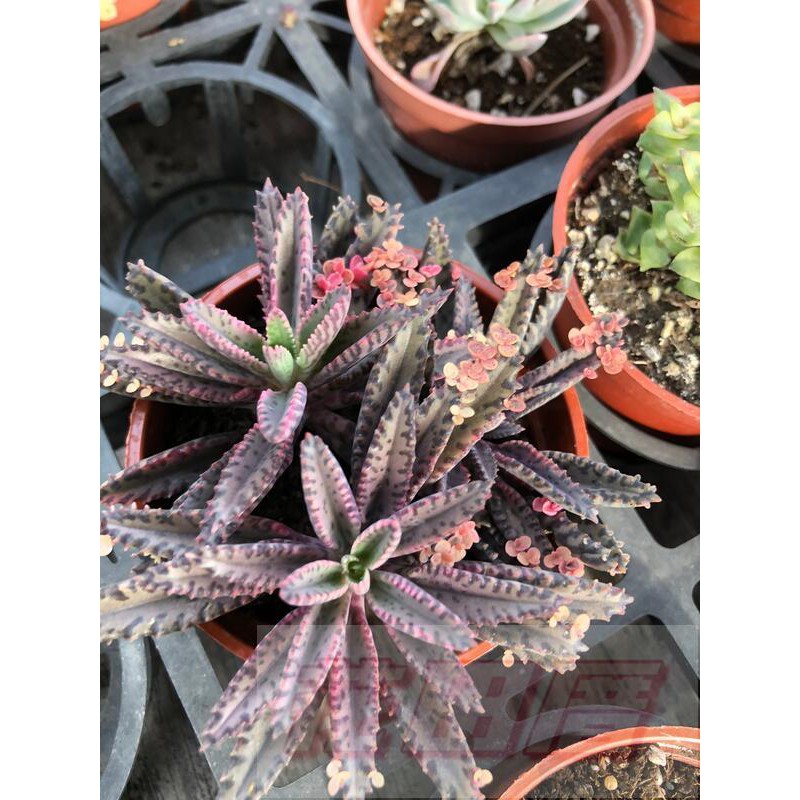 花田厝 多肉植物不死鳥錦 顏色多變 3吋盆2株高5cm 蝦皮購物