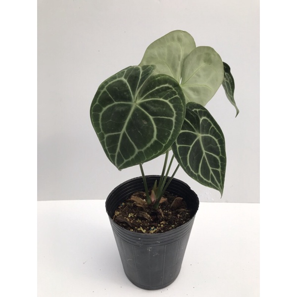 Anthurium clarinervium 明脈花燭（圓葉花燭）