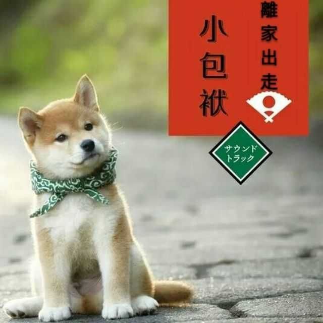現貨 日本柴犬小包袱 豆助 唐草紋 離家出走小包袱 賣萌必備 寵物領巾 蝦皮購物