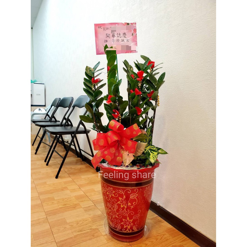 台北 兩情相悅花坊 90 100公分金錢樹開幕盆栽喬遷榮調盆栽競選盆栽世貿展盆栽台北市免運費網路人氣花店 蝦皮購物