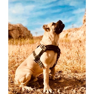 狗狗胸背帶狗拉車拖車比特犬拖重訓練寵物背心式胸背中型犬大型犬 蝦皮購物