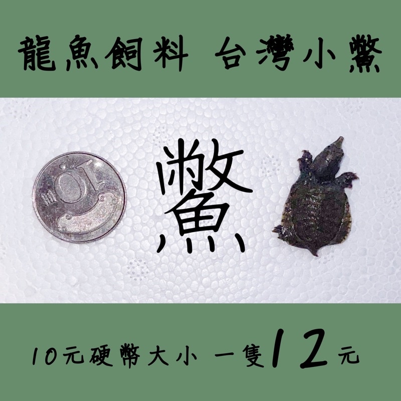 已售完 小鱉 鱉 龍魚飼料 10-50元硬幣大小 實體店面 購買請先私訊詢問
