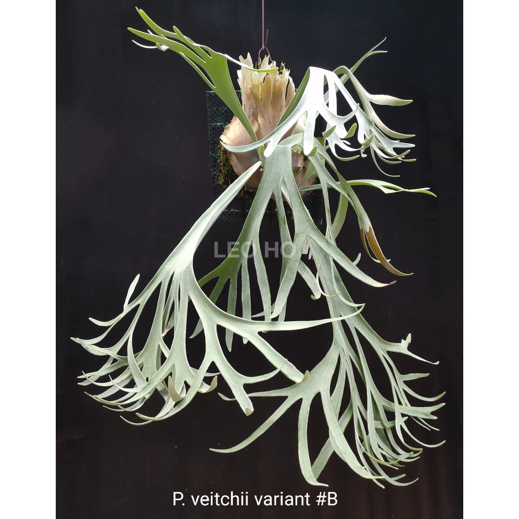 《LEO雨林植物》P. veitchii variant #B (KFL)  立葉變異 鹿角蕨