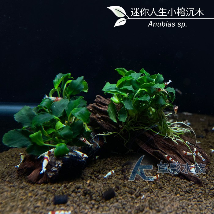 【AC草影】迷你人生小榕沉木（S）【一棵】陰性水草 陰性草 水草造景 水族裝飾 魚缸造景 真水草 綠水草