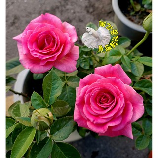 [品種名稱:科農] 桃紅色/深粉色大玫瑰花盆栽 8吋盆活體盆栽 幾乎四季開花~ 下單時不一定還有花!務必先問~太熱會缺貨