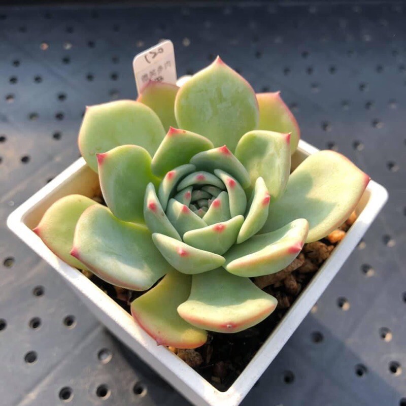 愛可瑪麗亞微笑多肉植物園藝 蝦皮購物