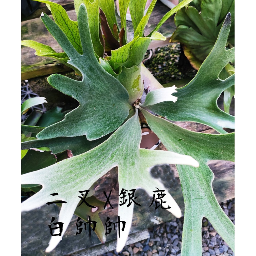 《柯比植物》P (veitchii × bifurcatum)'white &amp; shine'  二叉x銀鹿 白帥帥鹿角蕨