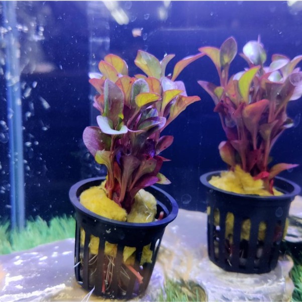 水草盆 優惠推薦 年10月 蝦皮購物台灣