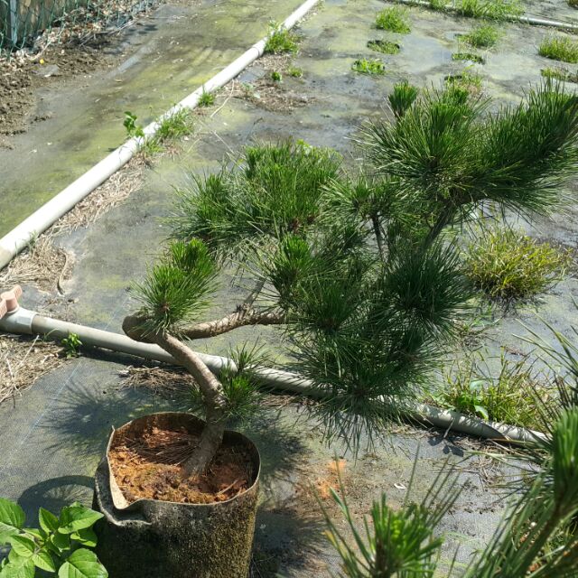 批發價 日本三河黑松 美植袋裝一年四季可種植 園藝 造景 居家綠化 陽台 樹精靈景觀造園 蝦皮購物