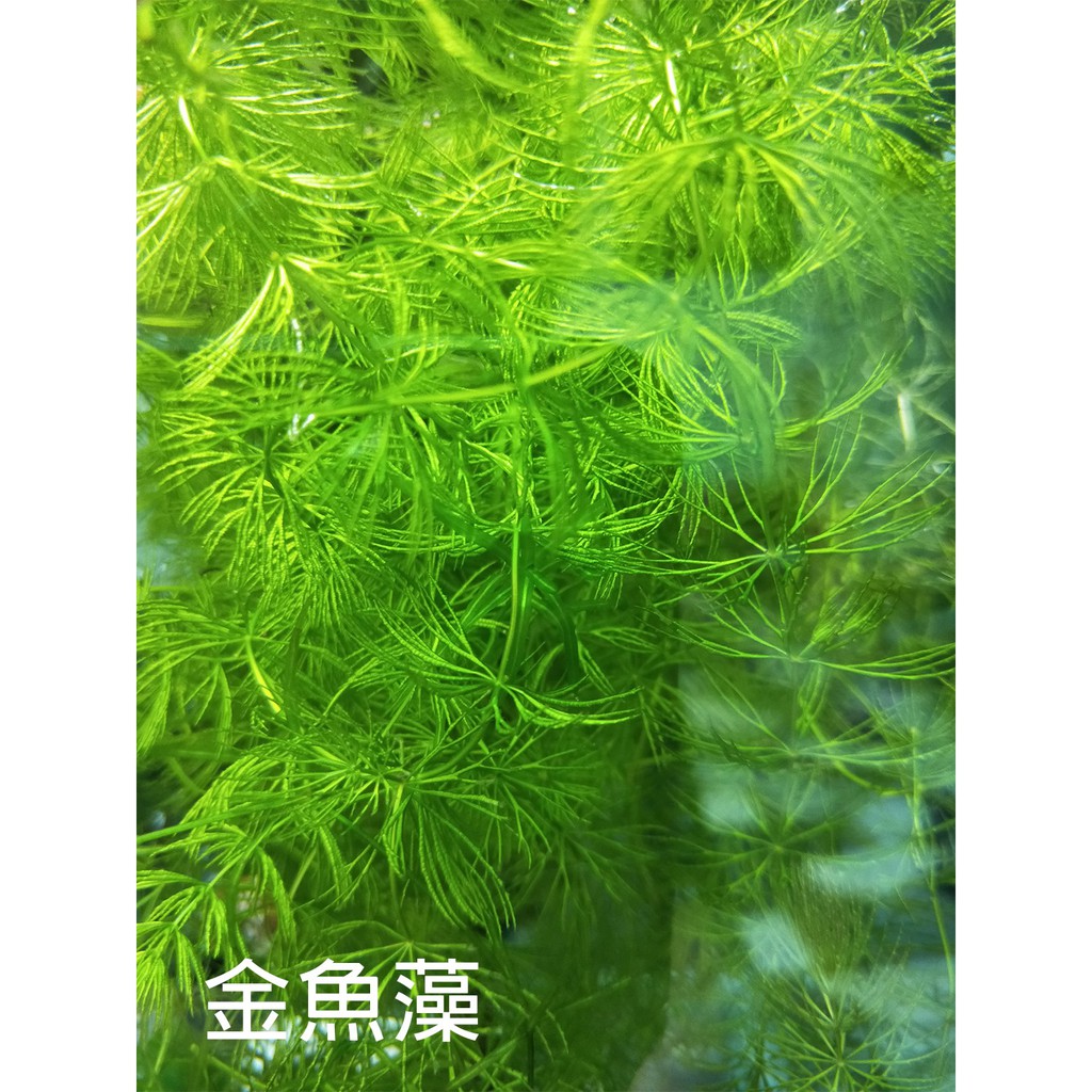 現貨 陰性水草金魚藻 陽明柳不需co2 新手入門款 蝦皮購物