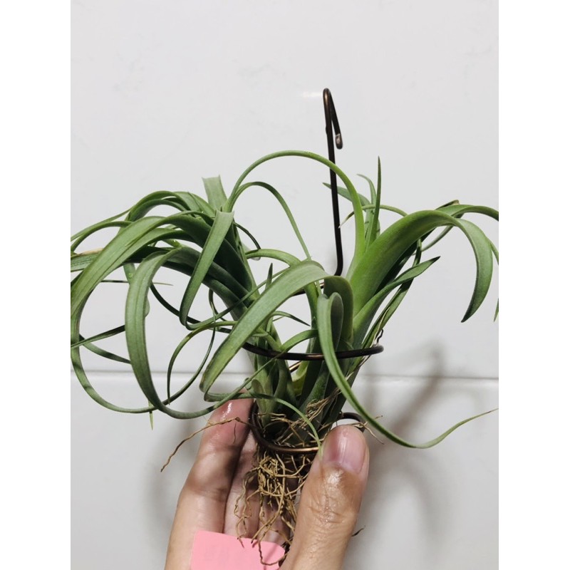 Tillandsia peiranoi 1cm前後子株