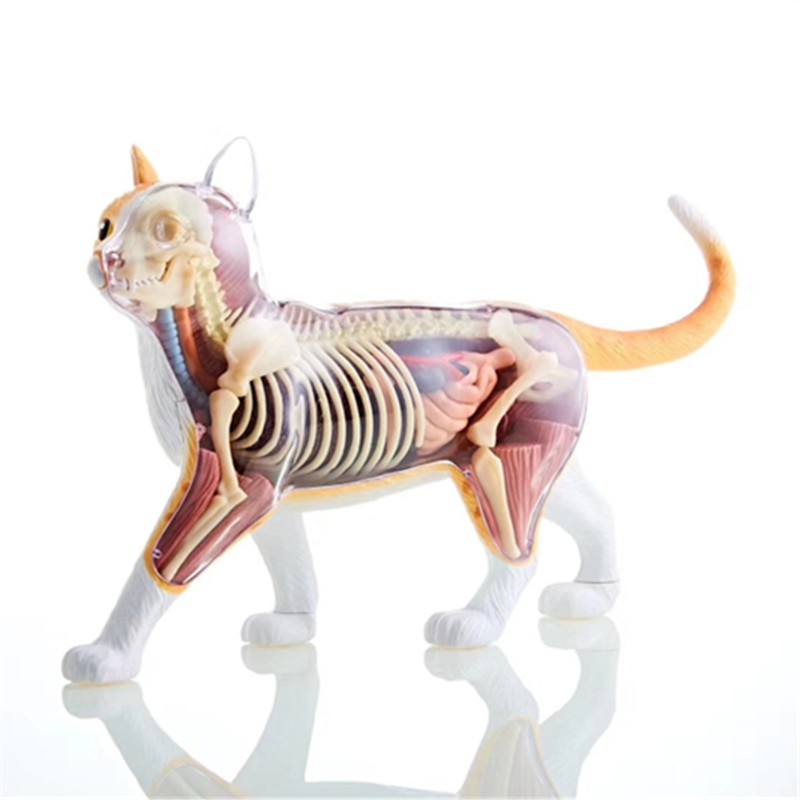4D MASTER 益智拼裝玩具 動物黑白猫橘黃猫解剖拼裝 生物黑白猫器官解剖模型 醫學教學模型