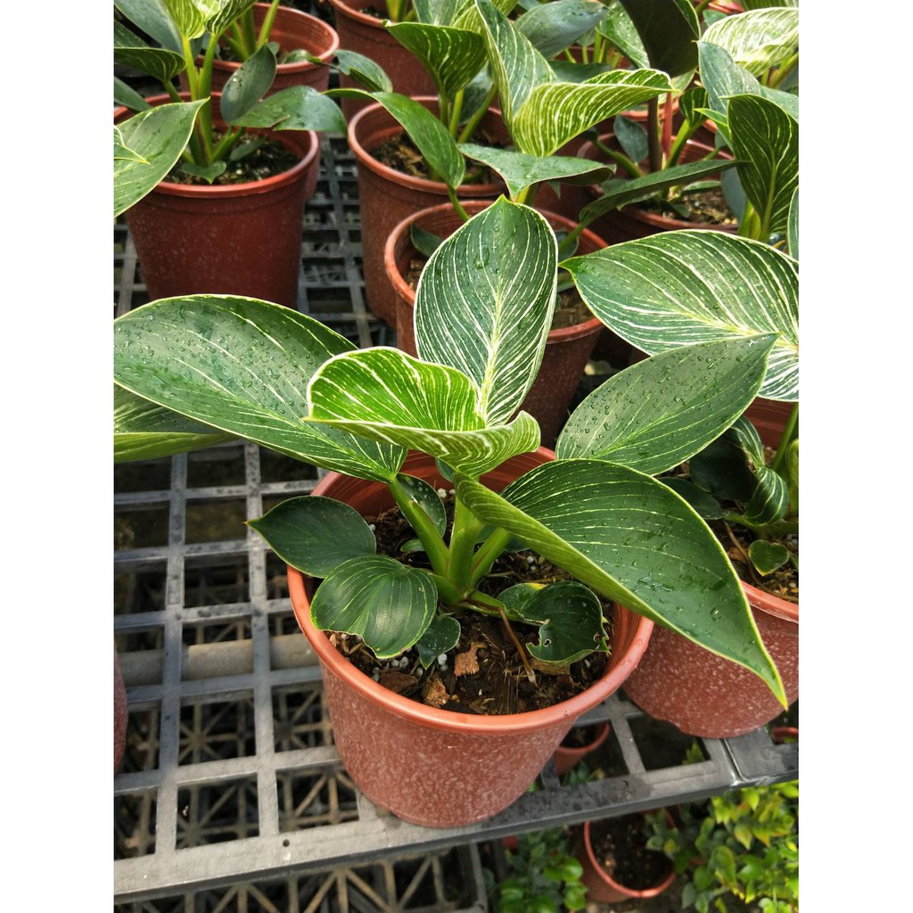 飯窪春菜 優惠推薦 21年7月 蝦皮購物台灣