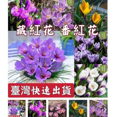 限時特惠 可藥用 番紅花食用藏紅花種子四季易種活番紅花種球陽臺庭院西紅花耐寒花卉禮物禮品觀景盆栽 蝦皮購物