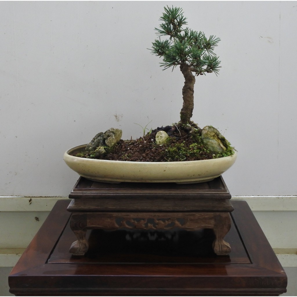 現貨 小品盆栽 黑松 千壽丸 蝦皮購物