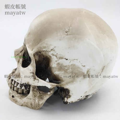 (MD-B_0737)高精度仿真1:1人頭骨模型樹脂骷髏頭 藝術用 頭骨 美術臨摹模型