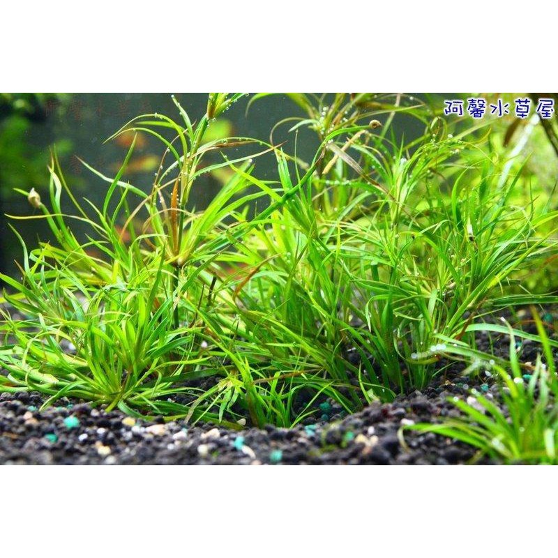 阿馨水草屋 赤焰燈心草 一組5株 水族景觀設計造景裝飾水族箱真的水草缸專賣店 蝦皮購物