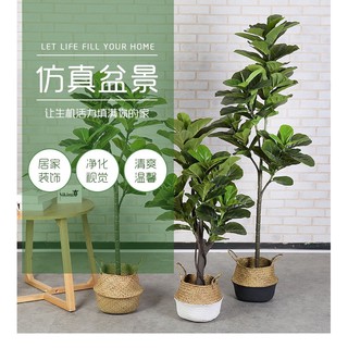❤️宅配免運費❤️琴葉榕 盆栽 大型植物 綠色植物 假植物 龜背葉 旅人蕉 假樹植物