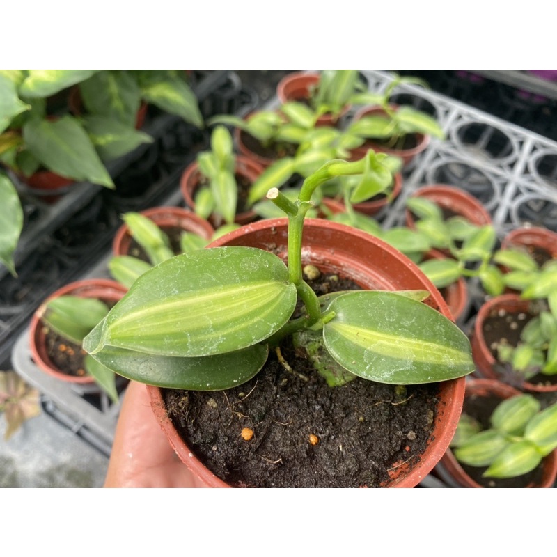 【多肉好好買】三寸盆 斑葉香草莢 觀葉 室內植物 現貨