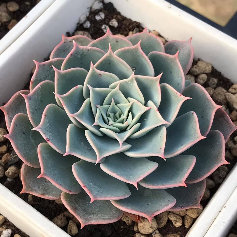 滿額免運費 七福神x摩氏交種 多肉植物療癒多肉藝術植栽現貨快出as山城多肉植物農場圖一成株顯色狀態售圖二