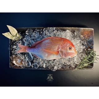 ❰森上水產❱ 赤鯮魚.