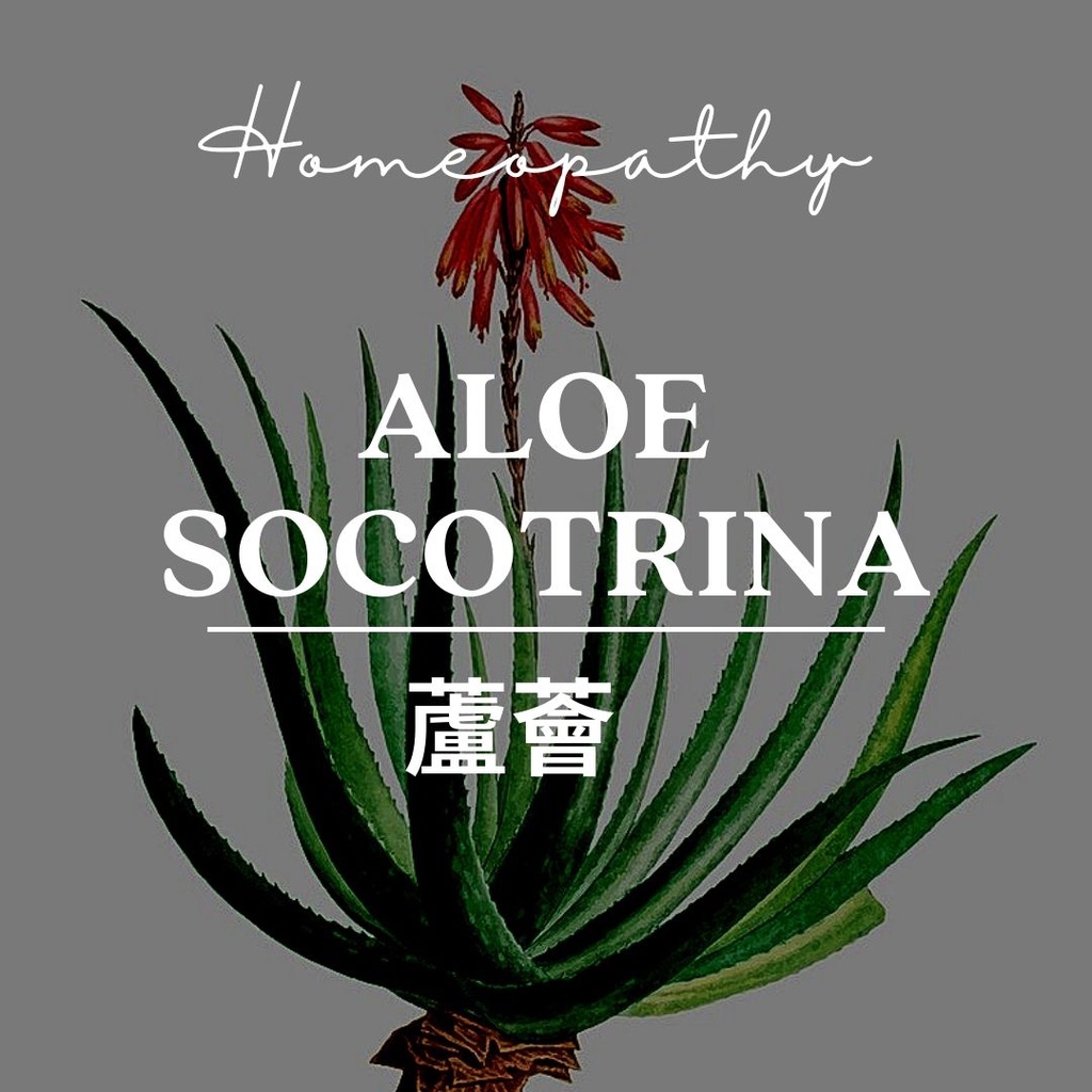 順勢糖球【蘆薈●Aloe Socotrina】Homeopathic Granule 9克 食在自在心空間