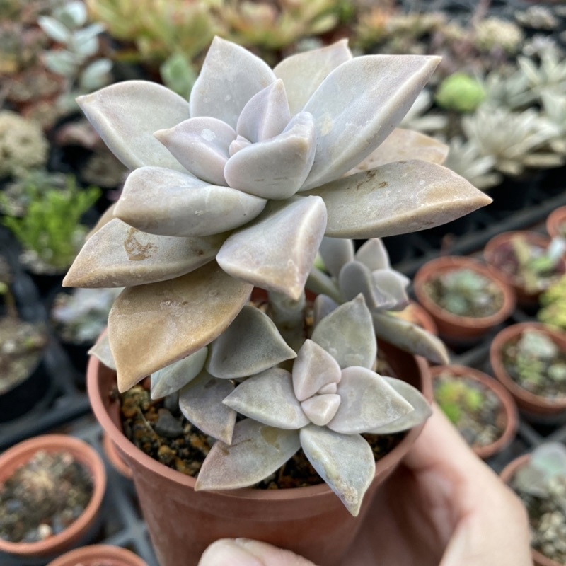 紅瓦仙肉屋朧月老欉 多肉植物 石蓮花 可食用 一物一拍編號 292 蝦皮購物