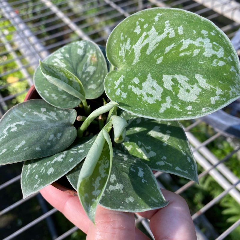 星點藤 銀星綠藤 室內植物 蝦皮購物