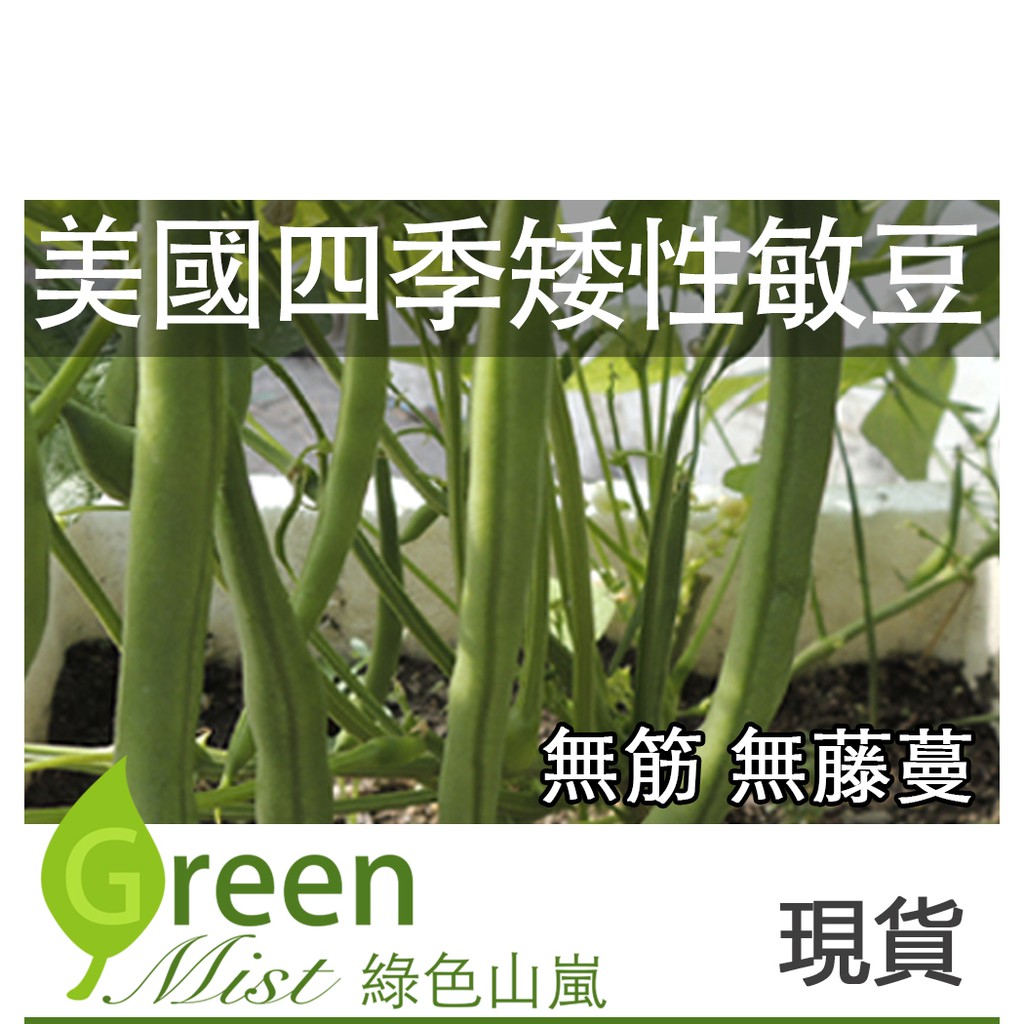 現貨 美國四季矮性青莢敏豆 約30粒種子 四季豆蔬菜種子 綠色山嵐 蝦皮購物