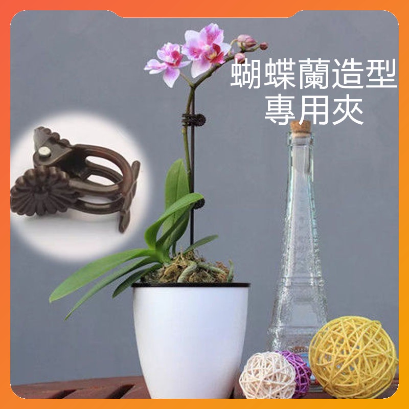 園藝工具 蝴蝶蘭花夾子花卉專用支柱藤蔓支撐杆鐵絲造型園藝固定盆栽植物 蝦皮購物