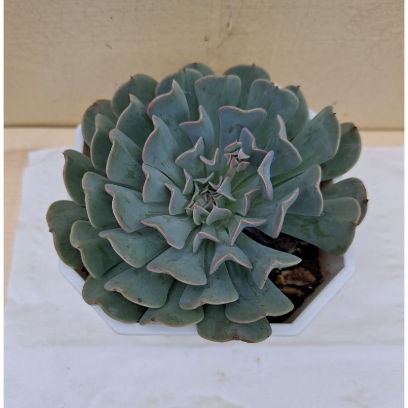 革命多肉 Ptt Dcard討論與高評價網拍商品 21年9月 飛比價格