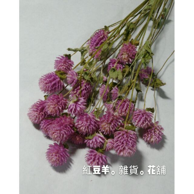 乾燥花 乾燥千日紅 圓仔花 一束30朵以上 蝦皮購物