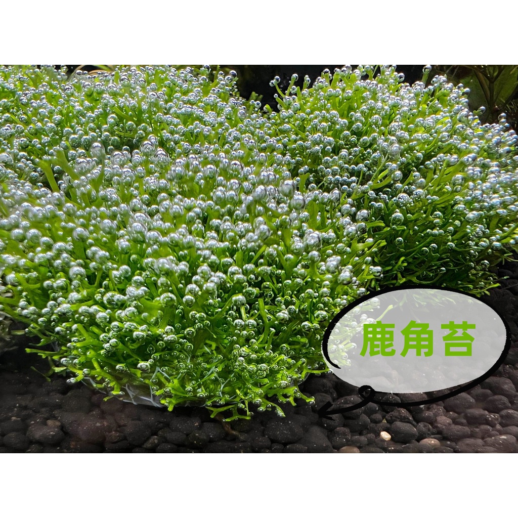 鹿角苔水中葉的價格推薦 22年10月 比價比個夠biggo