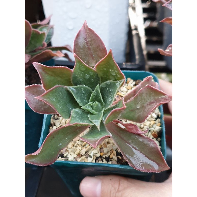 紅葉法師多肉植物 喜多愛多肉 蝦皮購物