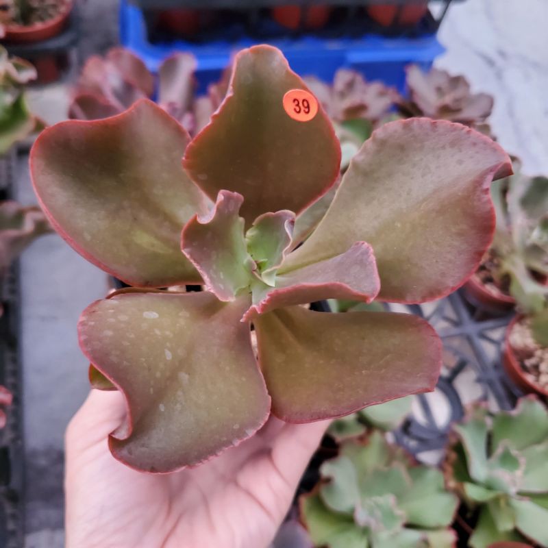 大捲肉瘤葉dw實生 末圖為母本照 多肉植物 蝦皮購物