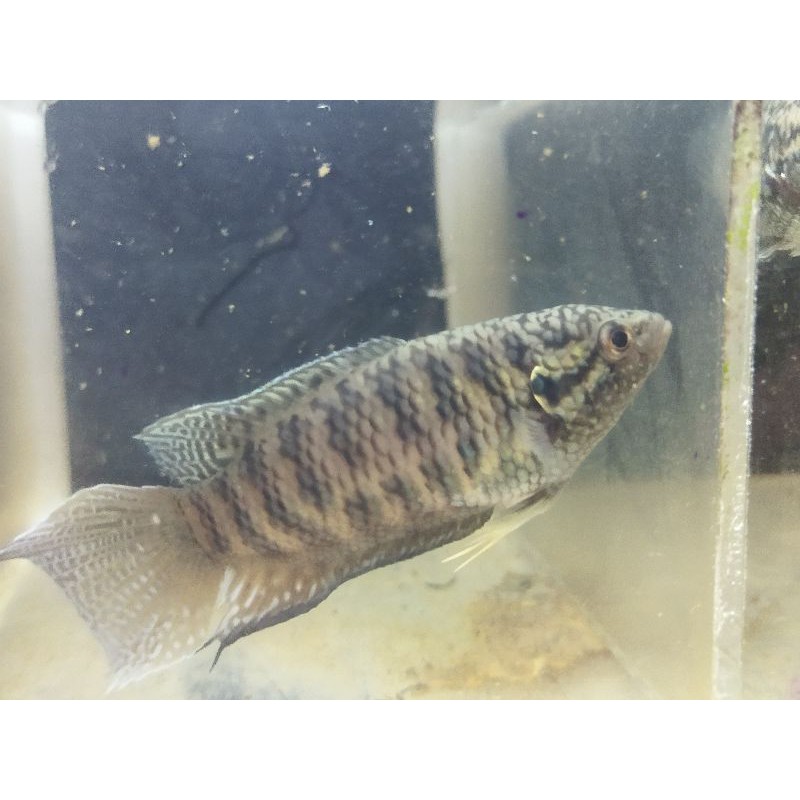 ［苔之坊］母14蛇紋母。活餌/飼料。        蓋斑鬥魚飼料。蓋斑鬥魚