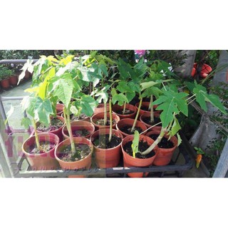 水果 矮種木瓜 4.5吋盆高20-25cm結果率高【花花世界玫瑰園】