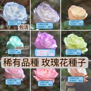🍓台灣💋【超高發芽率】稀有品種 玫瑰花種子 法國玫瑰種籽室內 辦公室綠植 易養易活