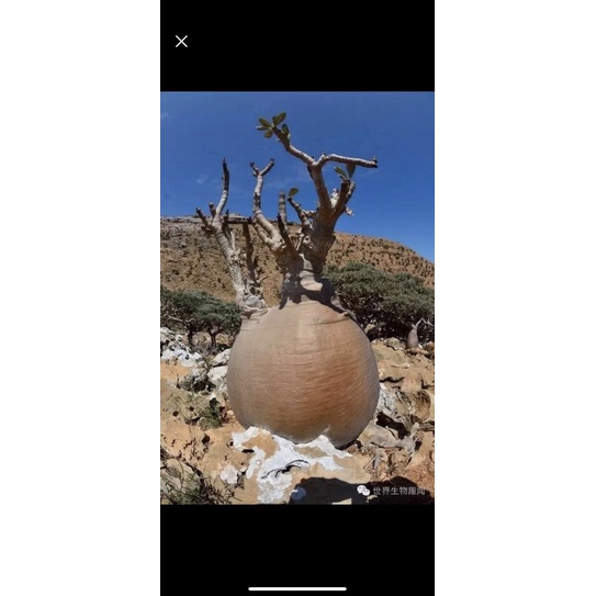 【索科特拉巨大沙枚】Adenium Socotranum塊根植物/沙漠玫瑰/索科特拉/巨大沙枚/多肉植物/珍稀植物