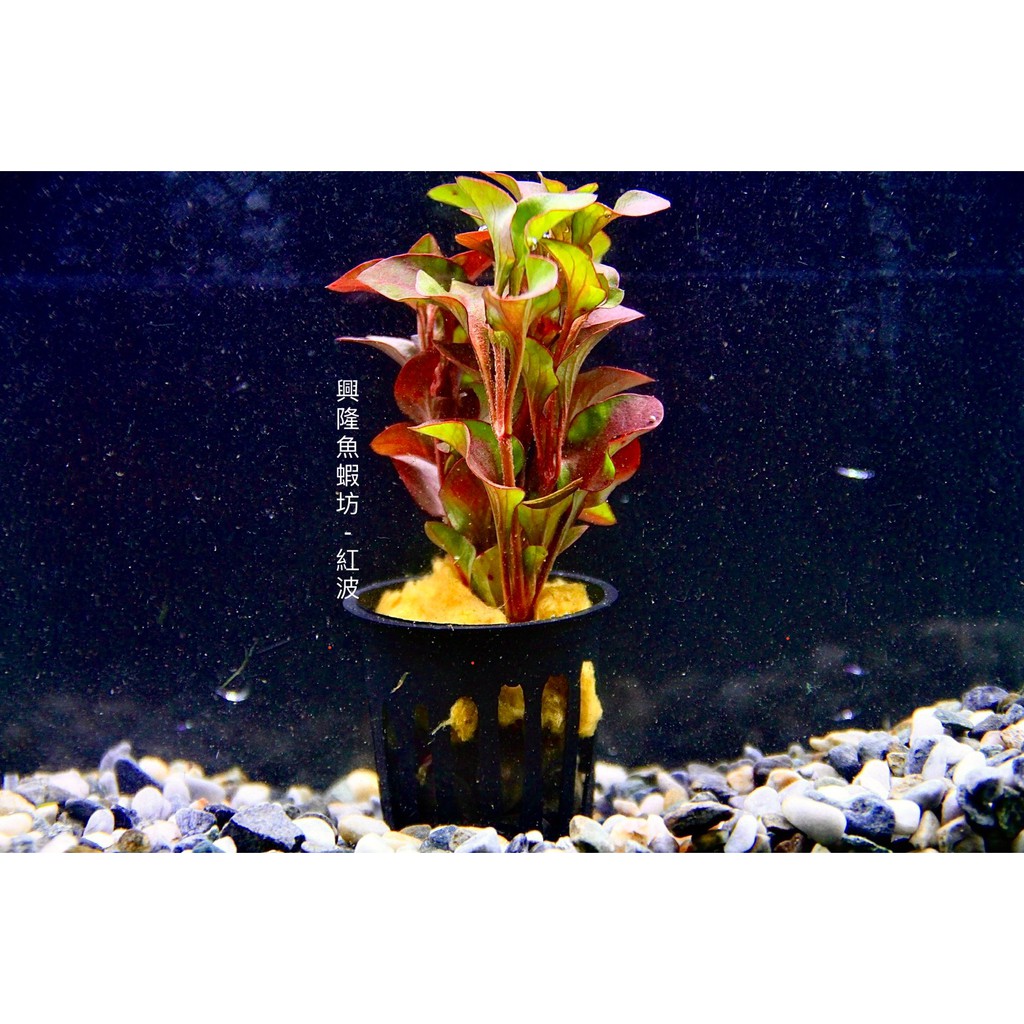 興隆魚蝦坊 紅波 陰性水草 水草 蝦皮購物