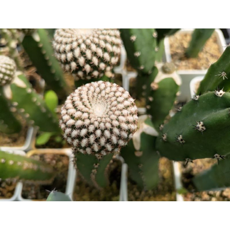 Z H Succulent 砂地丸 多肉植物與仙人掌 蝦皮購物