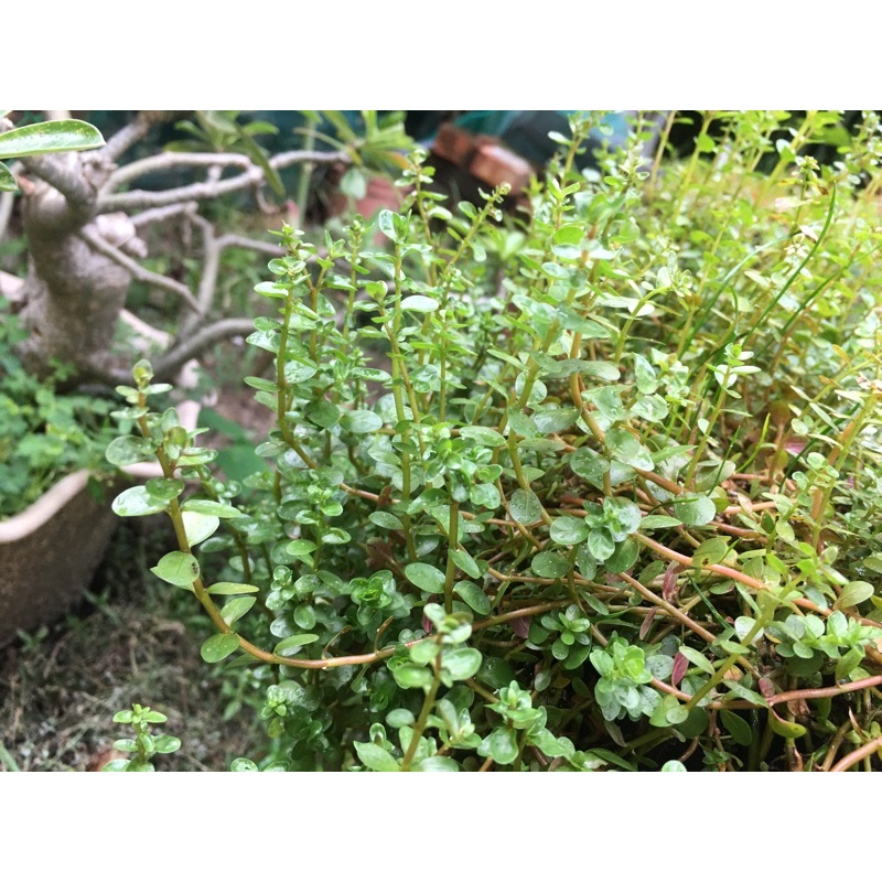 彩虹圓葉水草 水上葉 蝦皮購物