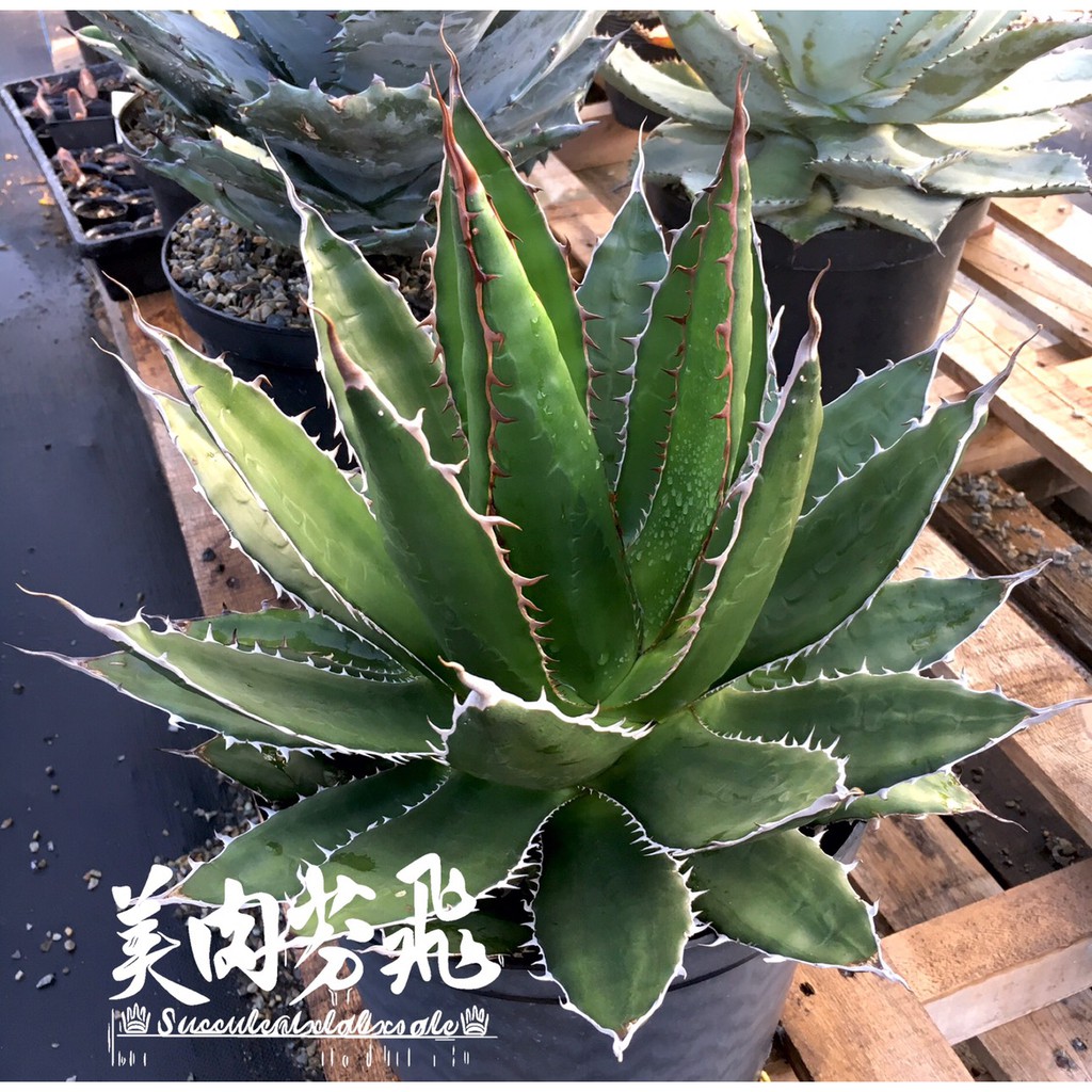 美肉芬飛 多肉植物龍舌蘭agave Horrida 主照片即是母本 售亞成體大的先出 蝦皮購物