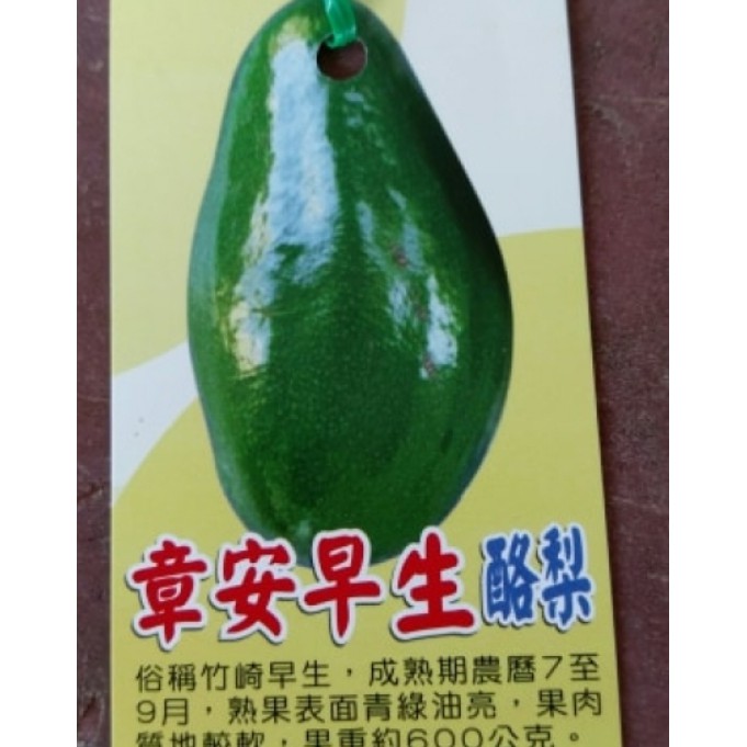花囍園_水果苗—章安早生酪梨--植物的果實~ 油質約3到7% /4吋