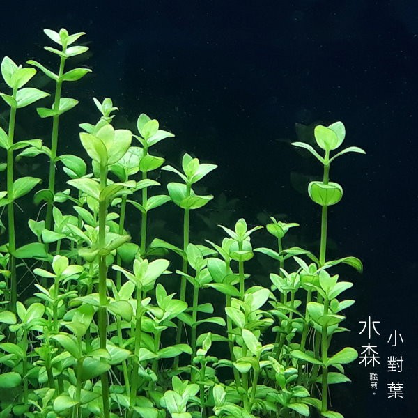 水森職栽 水中葉 小對葉10株30元中後景水草造景免co2 難度 簡易se012 蝦皮購物