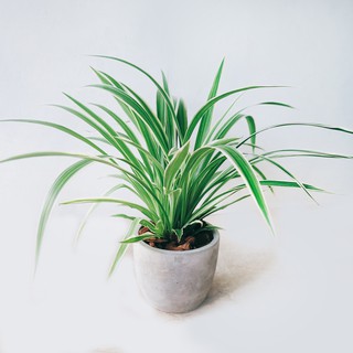 盆空間・吊蘭 室內觀賞植物綠化盆栽植栽 水泥盆 3吋-4.5吋盆/比利時環保盆
