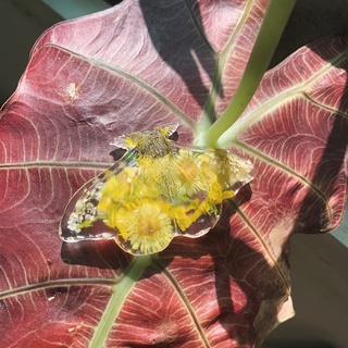 現貨 甲蟲標本 昆蟲標本 乾燥花 療癒小物 植物標本 手工製 壓花 擺件紙鎮 療癒小物 蝦皮購物