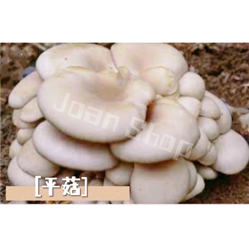 【 Joan Shop 】現貨 菇菇太空包🍄平菇 菇菇 太空包 DIY 辦公室小物 送禮 火鍋配料