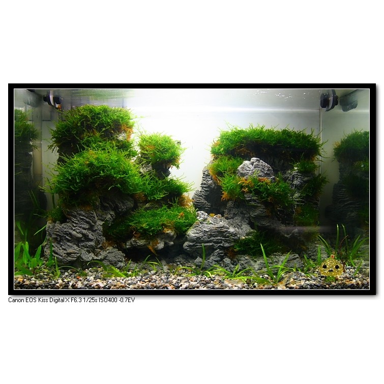 溪石 東河石 宜蘭石 水草石 水族底砂 大磯沙 蝦皮購物