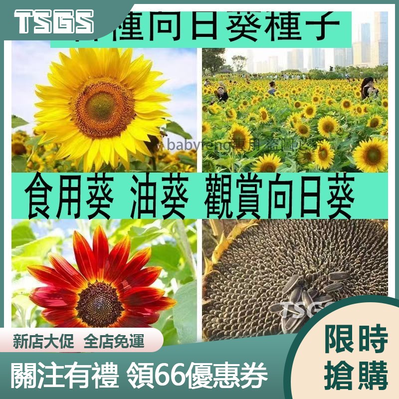 【TSGS】向日葵種子 向日葵花種子 玩具熊向日葵 觀賞向日葵花 可食用向日葵種子